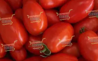 UG Red F1 / Юджі Ред F1