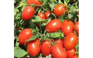 Unirex F1 / Юнірекс F1