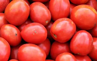 Yaqui F1 / Яки F1