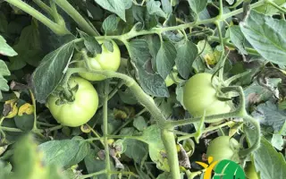 INX 1577 / IНХ 1577