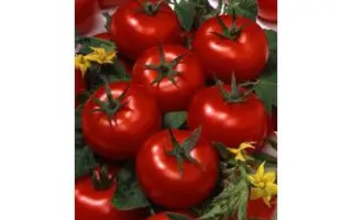 Avrelyi F1 / Аврелий F1