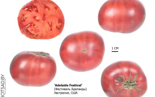 Adelaide F1 / Аделаїда F1