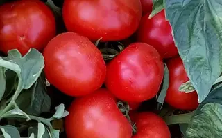 Ayvaz 331 / Айваз 331