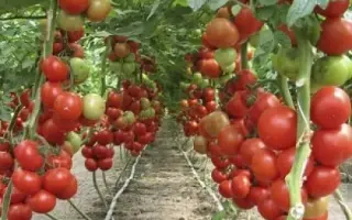 Ivanhoe RZ F1 / Айвенго РЗ F1