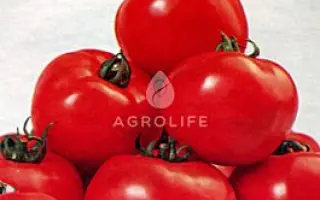 Аjsha F1 / Айша F1