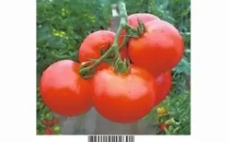 Aksay F1 / Аксай F1