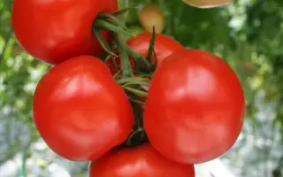 Alambra F1 / Аламбра F1