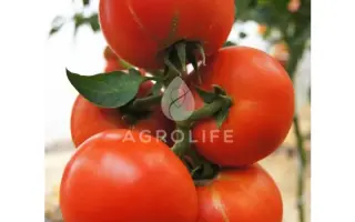 Alexsia F1 / Алексія F1