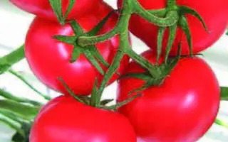 Altess / Алтесс