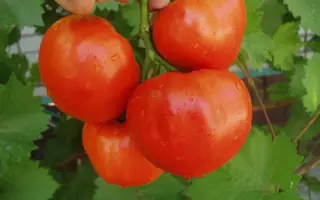 Aliance F1 / Альянс F1