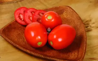 Angel MС F1 / Ангел MC F1