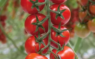 Annatefka / Аннатефка