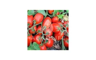 Artix F1 / Артікс F1