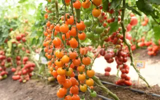 Арфа F1 / Арфа F1