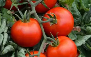 Ateron / Атерон