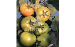 Afamia / Афамія