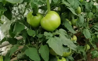 Balancan / Баланкан