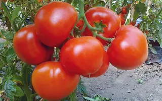 Belfast / Белфаст