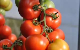 Beril F1 / Беріл F1