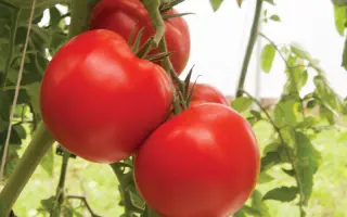 Bigdena F1 / Бігдена F1