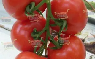 Bizarr F1 / Бізар F1