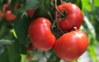 Beef Bang / Біф Банг