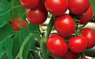 Богун F1 / Богун F1