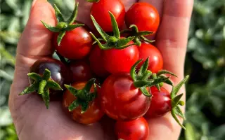 Борівський