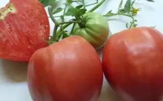 Боян (Златка) / Боян