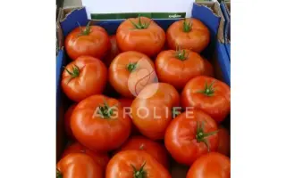 Brightina F1 / Брайтіна F1