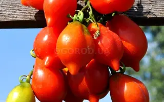 Vesuvius / Везувіус