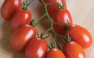 Veron F1 / Верон F1