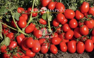 Volume F1 / Волюм F1