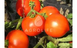 Hector F1 / Гектор F1