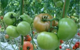 Grace F1 / Грейс F1