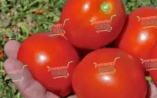 Dedal F1 / Дедал F1