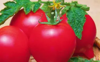 Delphine F1 / Дельфін F1