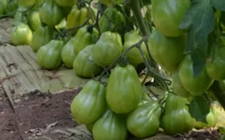 Диабло F1 / Діабло F1