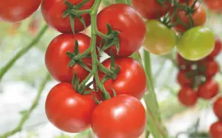 Diamantino / Діамантіно