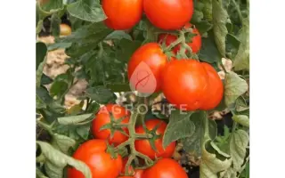 Dual Plus F1 / Дуєл Плас F1