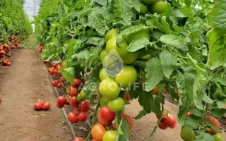 Amethis F1 / Еметіс F1