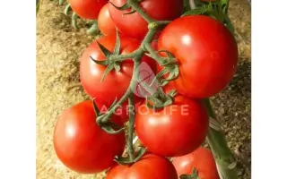 Enygma F1 / Енігма F1