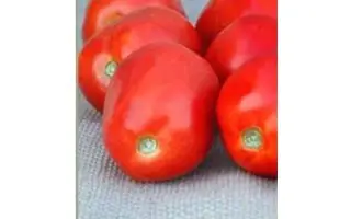 Zeina F1 / Зейна F1