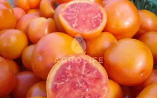 Zlatava / Златава