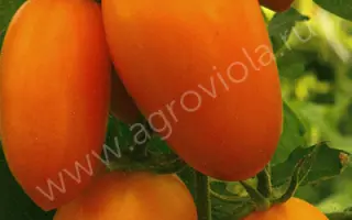 Золотое руно F1 / Золоте руно F1