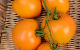 Zoltano F1 / Золтано F1