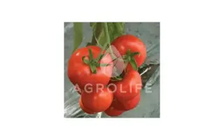 Ivet F1 / Івет F1