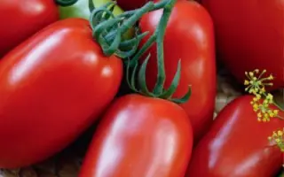 Імператор київський F1