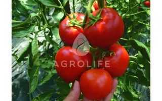 Cabinet F1 / Кабінет F1