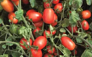 Calista F1 / Каліста F1